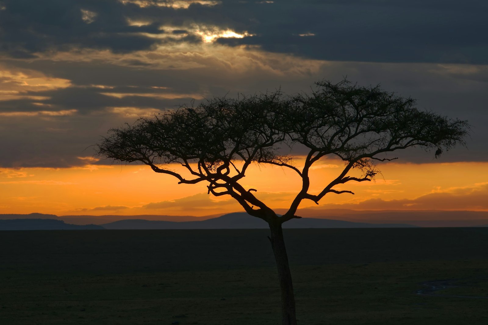 Acacia Tree Sunset