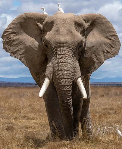 African Elephant Safari