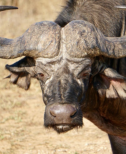 Buffalo Tanzania