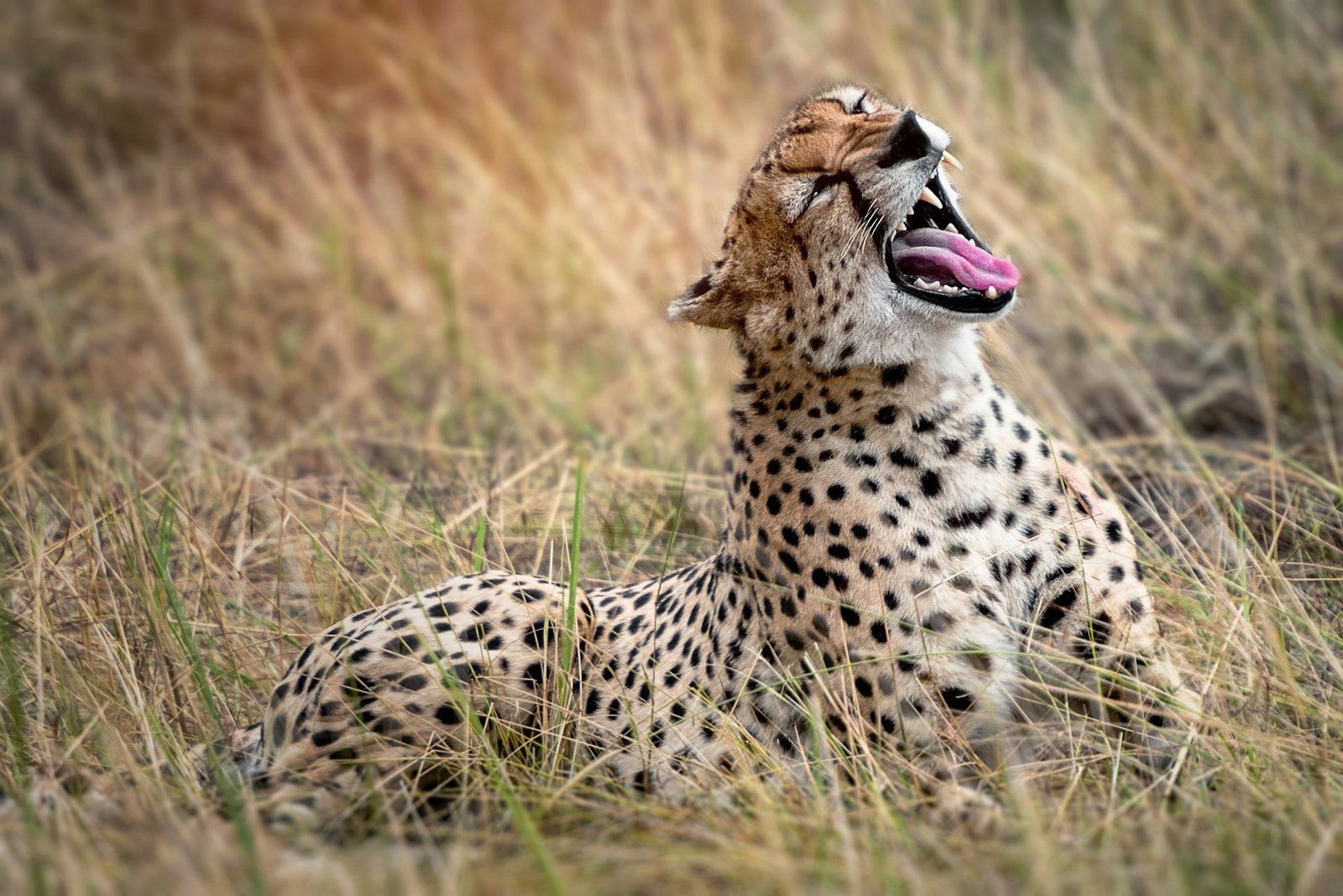 Cheetah Resting
