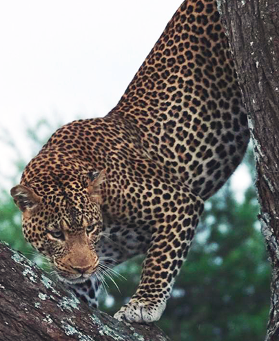 Leopard Climbing Down a Tree
