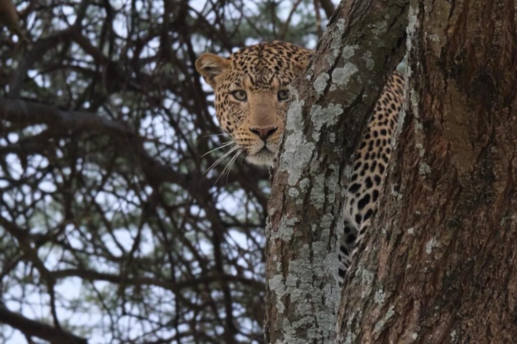 Leopard Looking at Camera