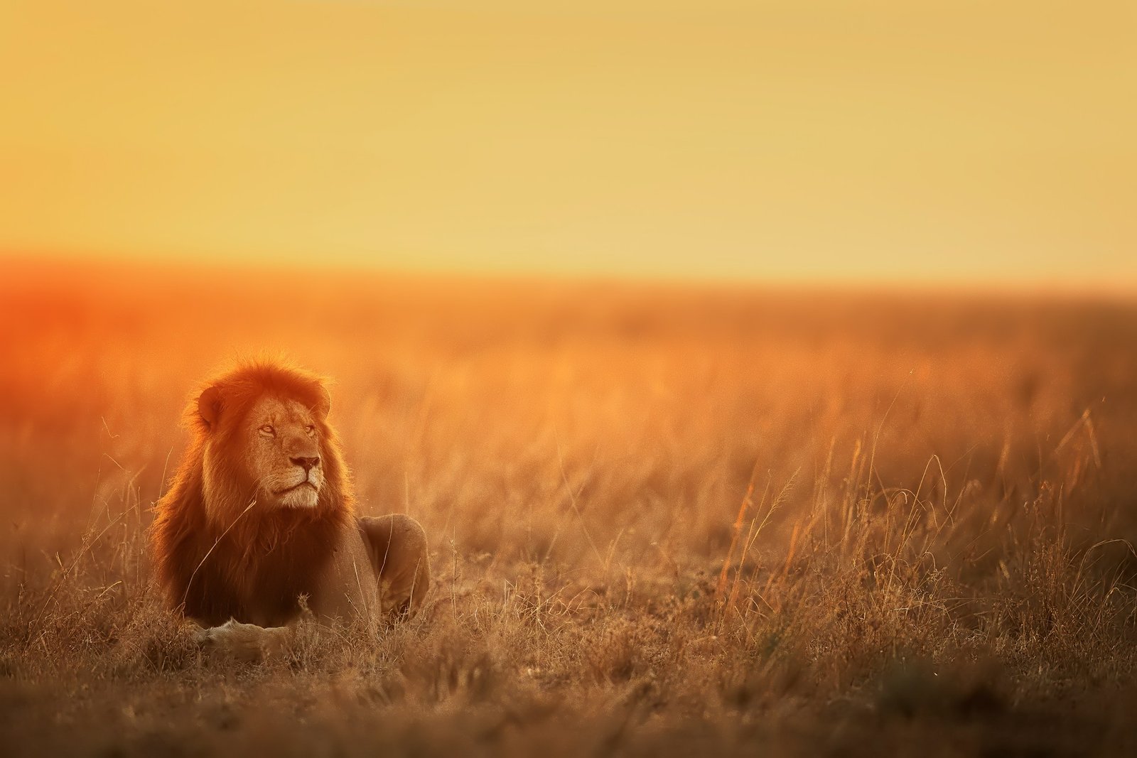 A male lion looking at the horizon during sunset in the Serengeti National Park