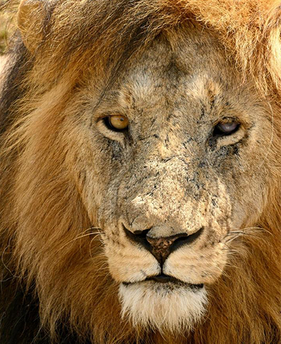 Lion with Scars Tanzania
