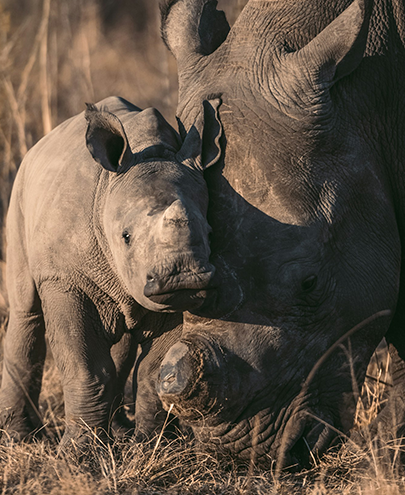 Rhino with Baby
