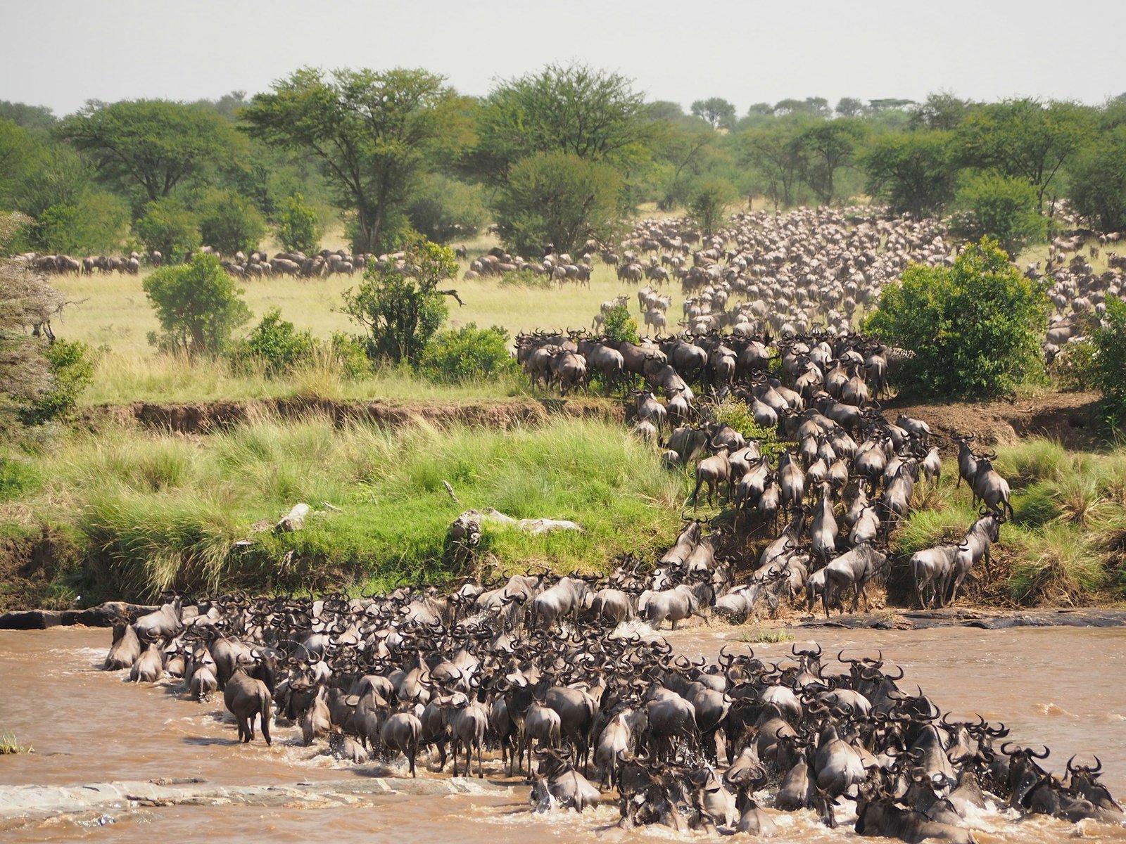 Wildebeest Serengeti Migration