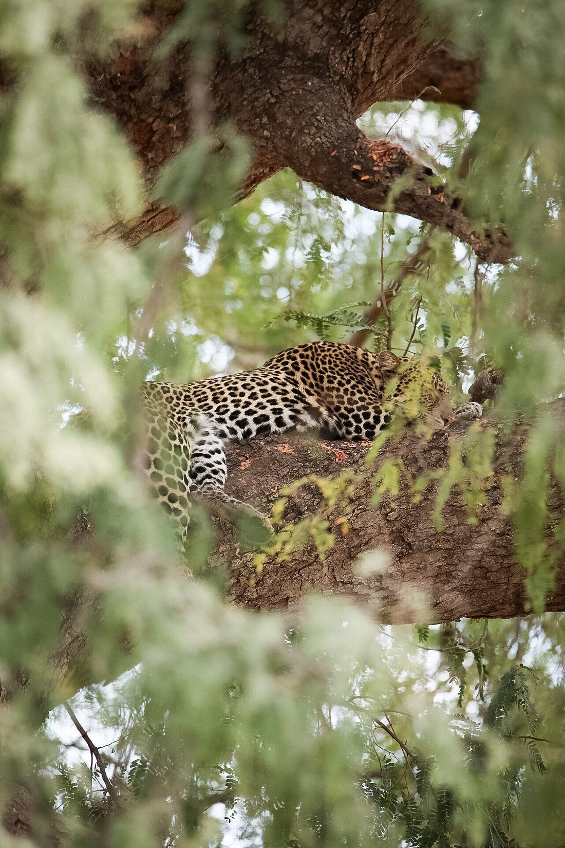 A Leopard Sleeping on a Tree by Katelyn C
