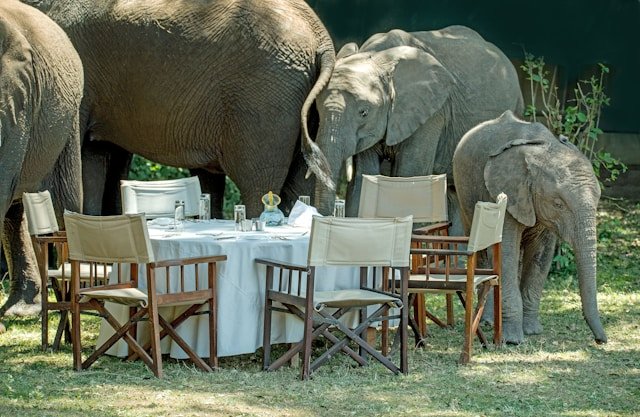 Bush Meal with Elephant Guests
