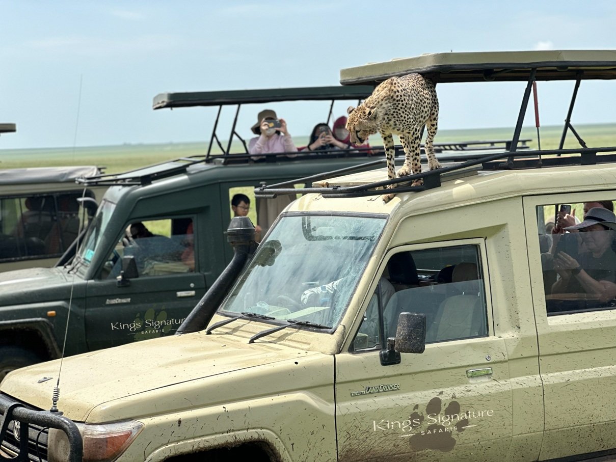 Cheetah on Safari Vehicle