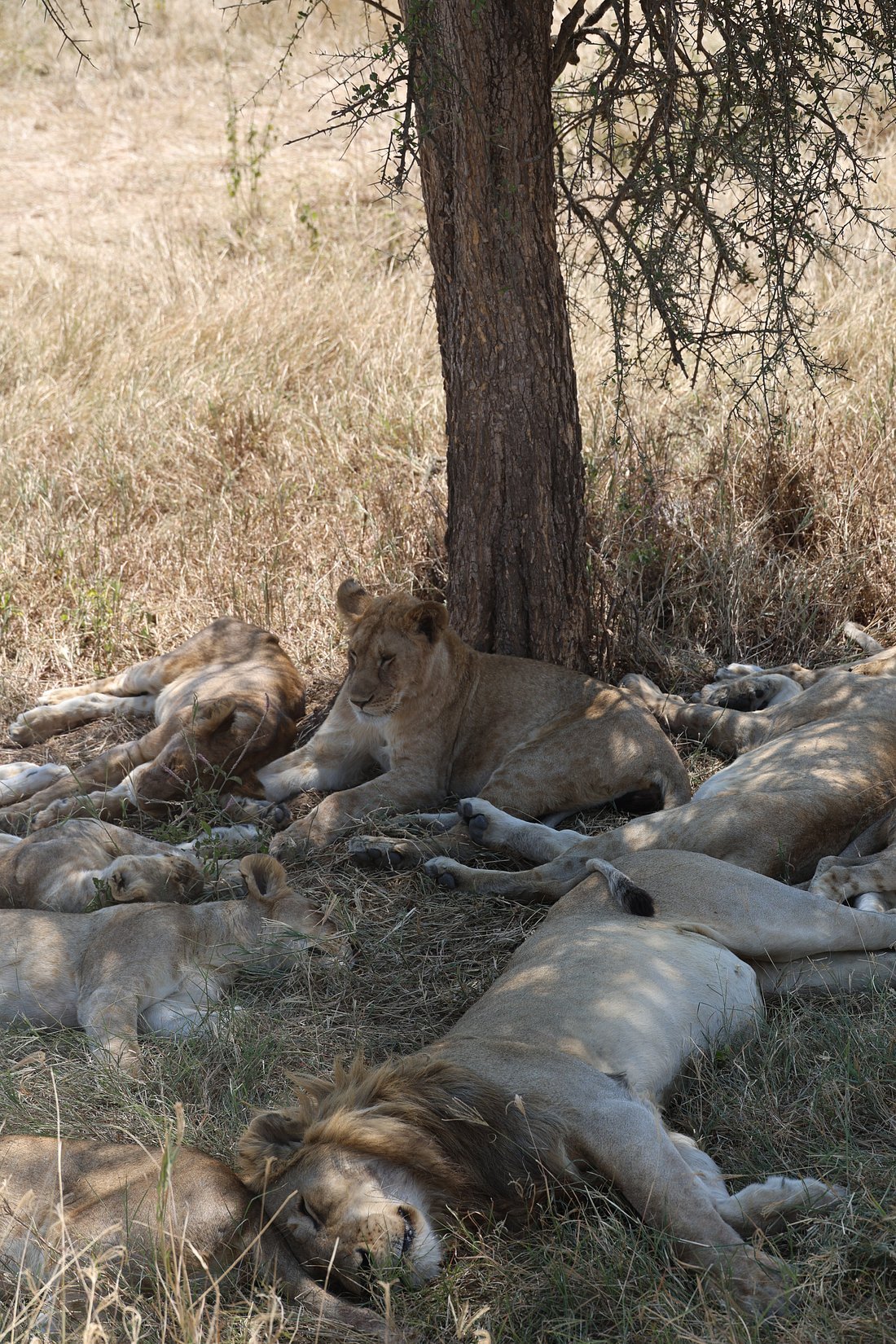 Lion Pride Resting in the Shade by Julian and Lia V