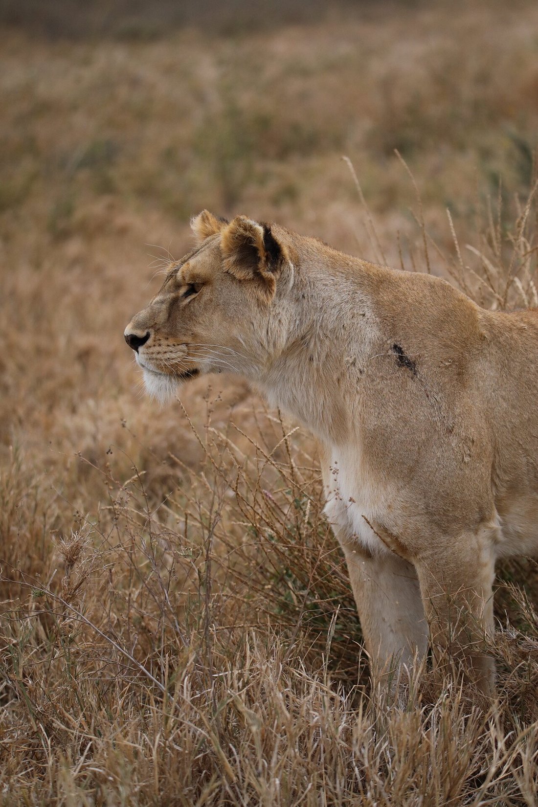 Lioness Profile by Katelyn C